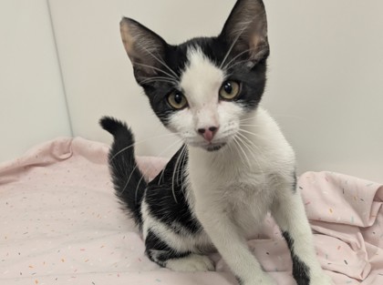 CAROLINE - Domestic Shorthair available for adoption