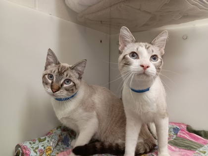 JIFFY - Snowshoe / Mix available for adoption