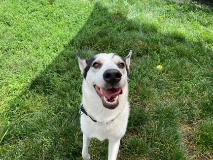 STARLA - Siberian Husky / Mix available for adoption