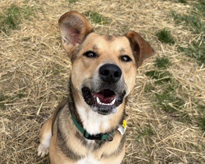 JUNIPER - German Shepherd / Mix available for adoption