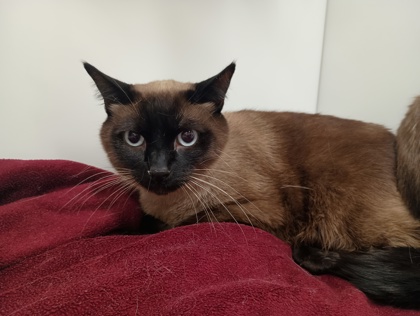 APOLLO - Siamese / Mix available for adoption
