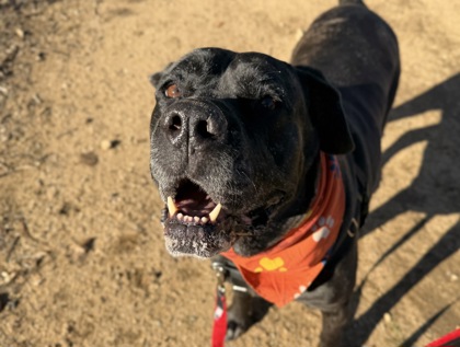 HAZEL - Mastiff / Mix available for adoption