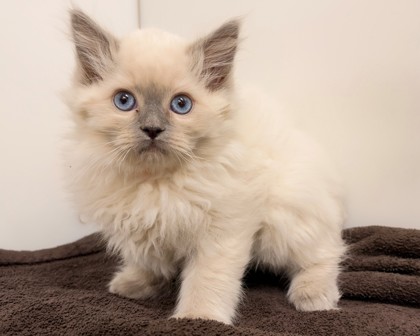 BO - Himalayan / Mix available for adoption