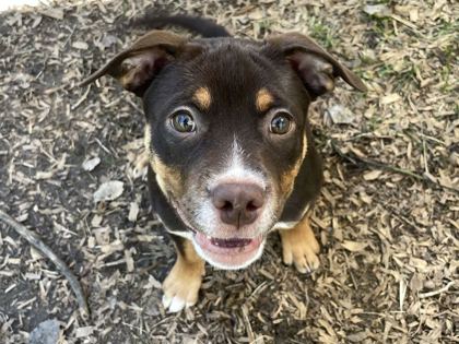 PENELOPE - American Bulldog / Mix available for adoption