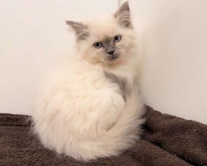 BECKY - Himalayan / Mix available for adoption