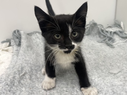 BELT BUCKLE - Domestic Shorthair available for adoption
