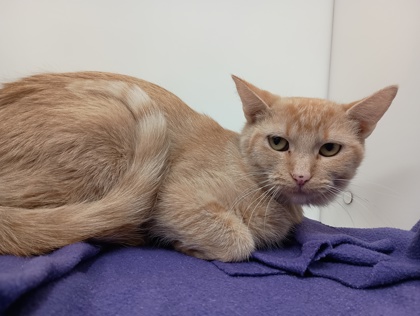 AMY - Domestic Shorthair available for adoption