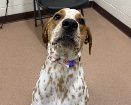 DOTTIE - American English Coonhound / Mix available for adoption
