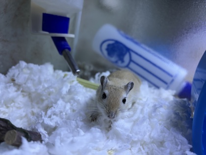 CARL JR - Gerbil available for adoption