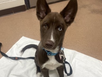 KENAI - Siberian Husky / Mix available for adoption