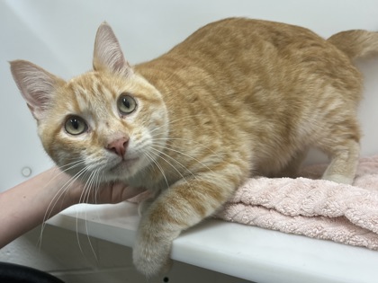 BONKEY KONG - Domestic Shorthair available for adoption