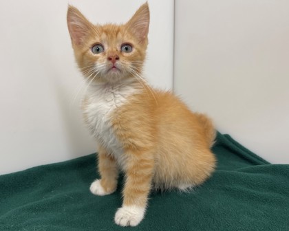 CHERRY TOMATO - Domestic Medium Hair available for adoption