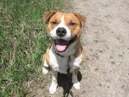 ROSCOE - Siberian Husky / Mix available for adoption