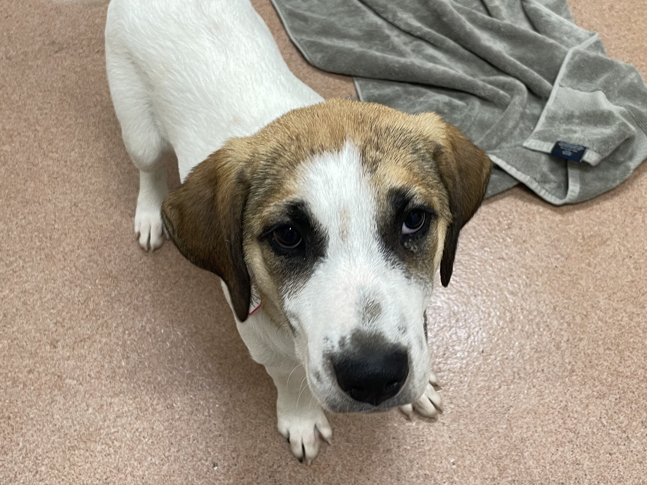 FERNANDO - Great Pyrenees / Mix available for adoption