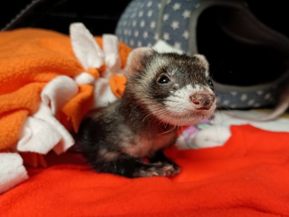 BEAR - Ferret available for adoption