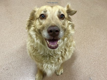 OLIVINE - Golden Retriever / Mix available for adoption
