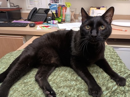 BABY - Domestic Shorthair available for adoption