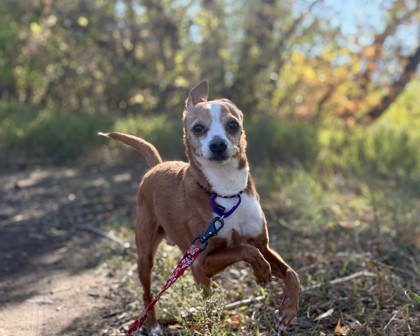 WHOPPER JR - Short Coat Chihuahua / Mix available for adoption