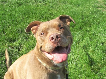 BRONX - American Pit Bull Terrier / Mix available for adoption