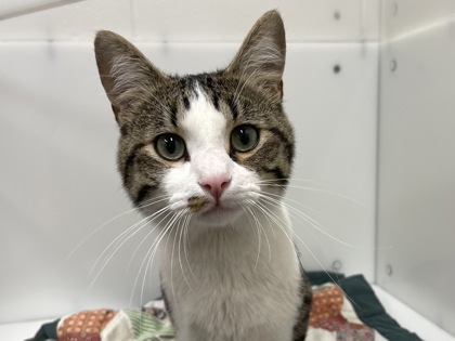 TOMMY BAHAMA - Domestic Shorthair available for adoption