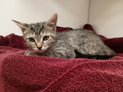 BUMBLE - Domestic Shorthair available for adoption