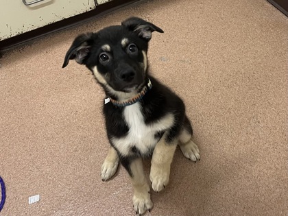 ROOT BEER FLOAT - German Shepherd / Mix available for adoption