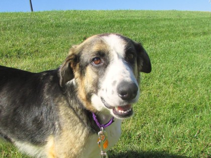 GIRLIE - Anatolian Shepherd / Mix available for adoption