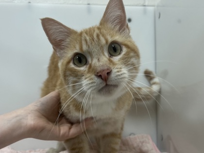 BONKEY KONG - Domestic Shorthair available for adoption