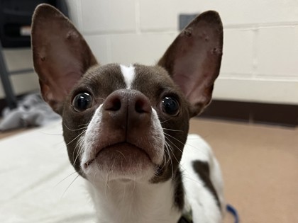 KIP - Short Coat Chihuahua / Mix available for adoption