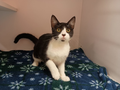 STORMY - Domestic Shorthair for adoption in Boulder