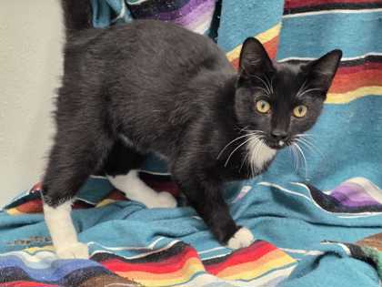 LARRY - Domestic Shorthair available for adoption