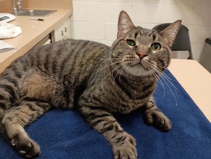 MOOSE - Domestic Shorthair available for adoption