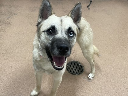 CORA - Alaskan Klee Kai / Mix available for adoption