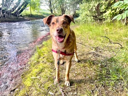 AUGGIE - Australian Shepherd / Mix available for adoption