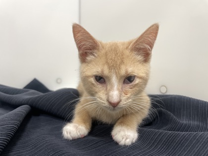 RON - Domestic Shorthair available for adoption