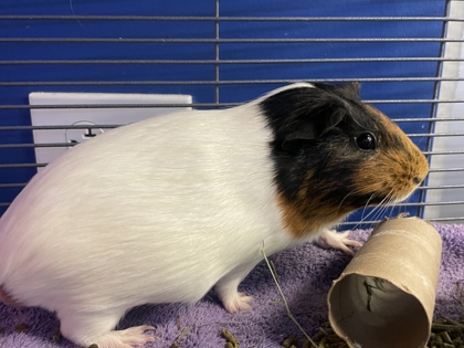 MAPLE - Guinea Pig available for adoption