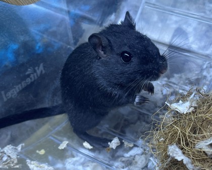 COCOA PUFF - Gerbil available for adoption