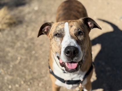 BLUE - American Pit Bull Terrier / Mix available for adoption