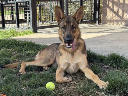 DETROIT - German Shepherd / Mix available for adoption