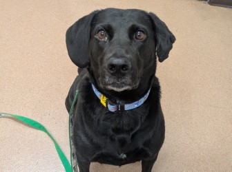 CONNIE - Labrador Retriever / Mix available for adoption