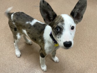 MERLOT - Catahoula Leopard dog / Mix available for adoption