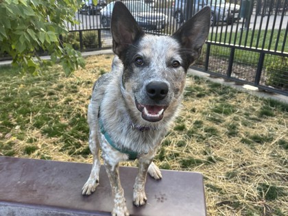 MOUSE - Australian Cattle Dog / Mix available for adoption