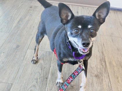 TULIP - Miniature Pinscher / Mix available for adoption