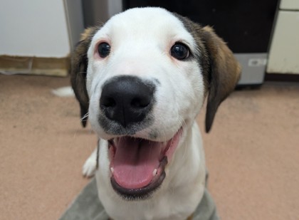 DANCING QUEEN - Great Pyrenees / Mix available for adoption