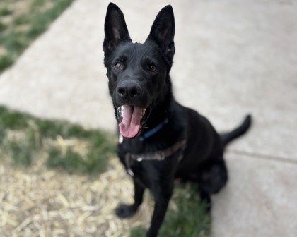 JIMBO - German Shepherd / Mix available for adoption