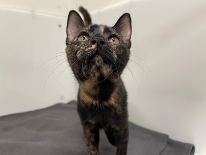 JENNI - Domestic Shorthair available for adoption