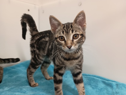BRENDA - Domestic Shorthair available for adoption