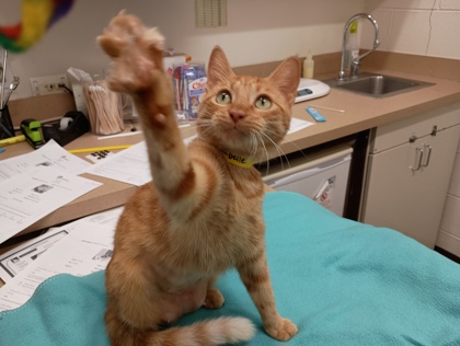 ANABELLE - Domestic Shorthair available for adoption