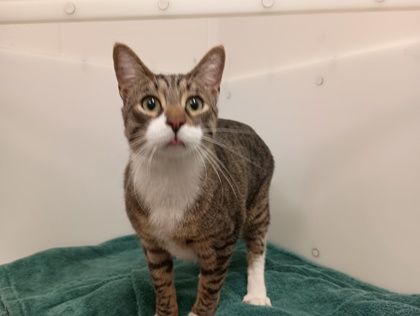 MAPLE - Domestic Shorthair available for adoption
