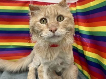 MR. SADIE - Domestic Longhair available for adoption